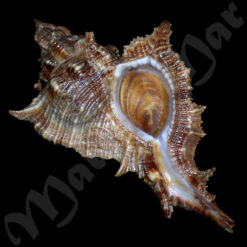 Chicoreus senegalensis (Gmelin, 1790) - Imagem 2