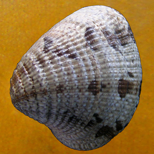 Anomalocardia subrugosa (Wood, 1828)