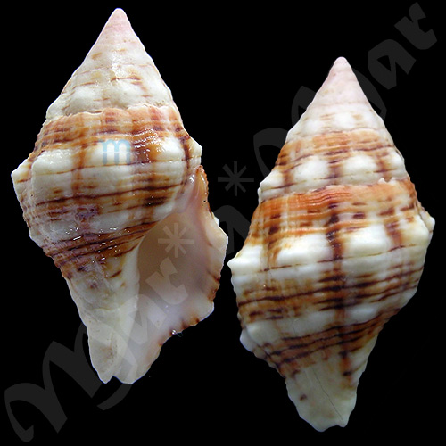 Latirus pictus (Reeve, 1847)