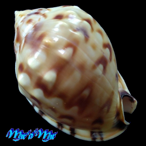 Alternative view of Semicassis labiata iheringi (Carcelles, 1953)