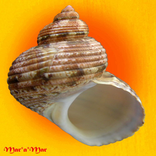 Turbo canaliculatus Hermann, 1781