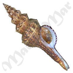 Fusinus marmoratus (Philippi, 1846)