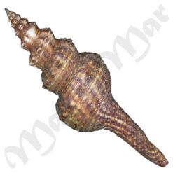 Fusinus marmoratus (Philippi, 1846) - Image 2