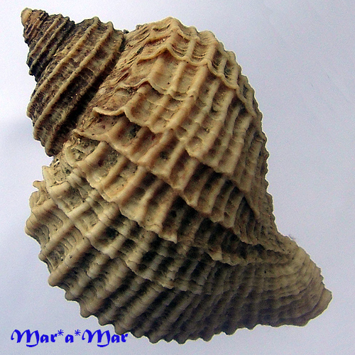 Alternative view of Trophon geversianus cancellada Castellanos, 1993