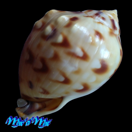 Semicassis labiata iheringi (Carcelles, 1953) - Image 3
