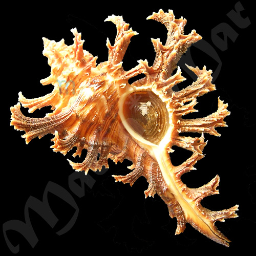 Chicoreus spectrum (Reeve, 1846)