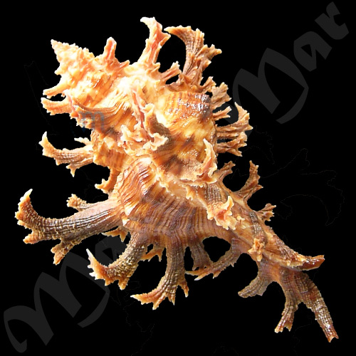 Chicoreus spectrum (Reeve, 1846) - Imagem 2