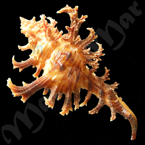 Chicoreus spectrum (Reeve, 1846) - Imagem 3