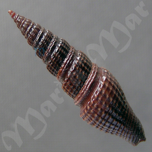 Hindsiclava jungi (Macsotay & Campos, 2001) - Imagem 2