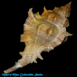 Chicoreus senegalensis (Gmelin, 1790)