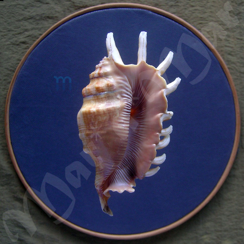 Lambis millepeda (Liné, 1758)