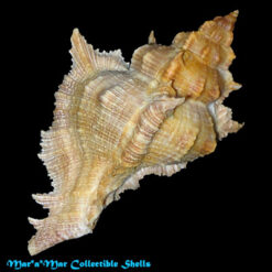 Chicoreus senegalensis (Gmelin, 1790) - Imagem 2