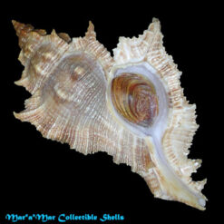 Chicoreus senegalensis (Gmelin, 1790) - Imagem 3
