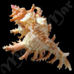 Alternative view of Chicoreus spectrum (Reeve, 1846)