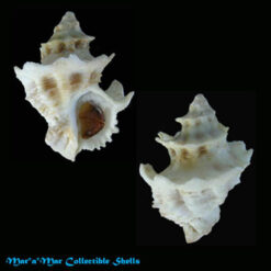 Latiaxis babelis Reguien, 1848