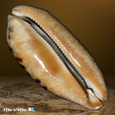 Cypraea (Chelycypraea) testudinaria Linnaeus, 1758