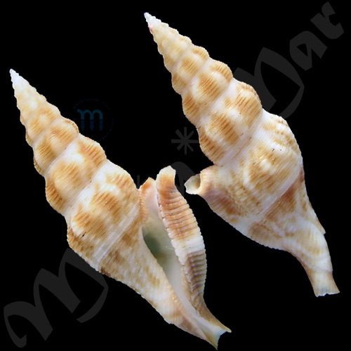 Glyphostoma rostrata Sysoev & Bouchet, 2001