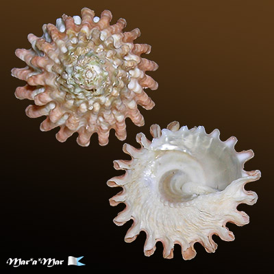 Lithopoma tectum tectum (Lightfoot, J. in Solander, 1786)