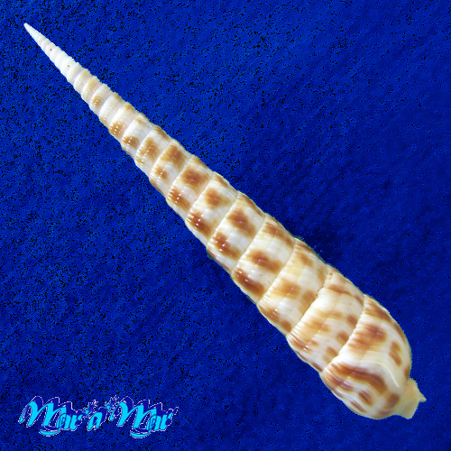 Alternative view of Terebra taurina (Lightfoot, 1786)