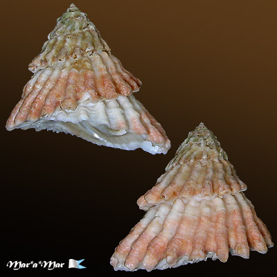 Lithopoma tectum tectum (Lightfoot, J. in Solander, 1786) - Image 2