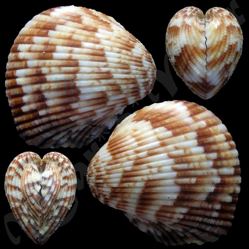 Americardia media (Linnaeus, 1758)