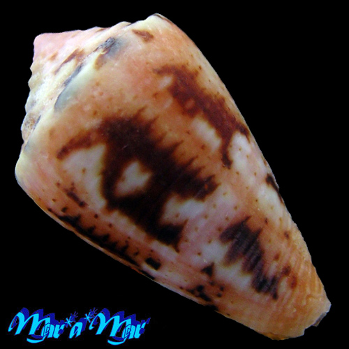Conus sp. - Imagem 2