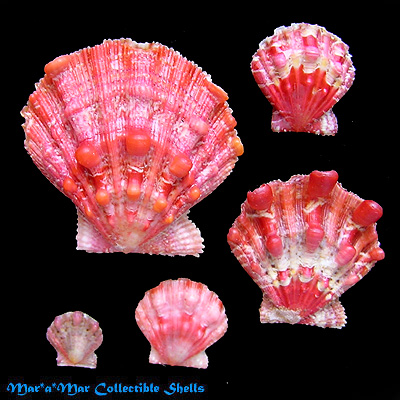 Nodipecten nodosus (Linnaeus, 1758)