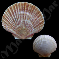 Euvola chazaliei (Dautzenberg, 1909)