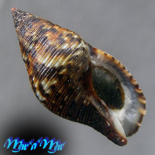 Pisania pusio (Linnaeus, 1758)