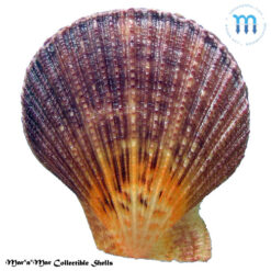 Caribachlamys sentis (Reeve, 1853)