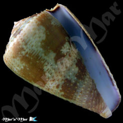 Conus purpurascens Sowerby (I) in Sowerby (II), 1833