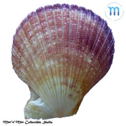 Caribachlamys sentis (Reeve, 1853) - Image 2