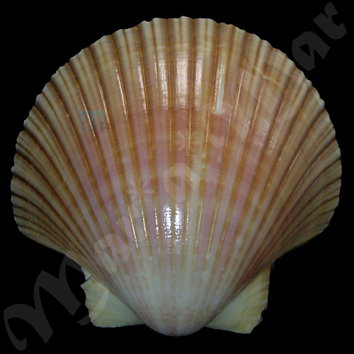 Pecten ziczac (Linnaeus, 1758)