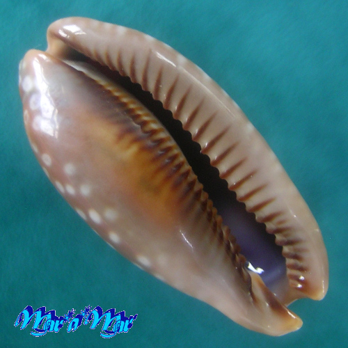 Alternative view of Macrocypraea zebra Linnaeus, 1758