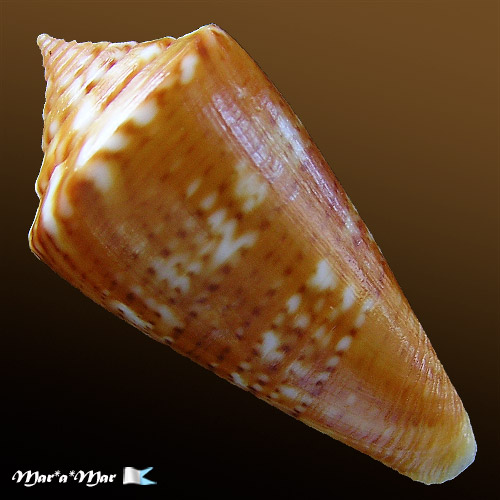 Conus (Lamniconus) petestimpsoni (Petuch & Berschauer, 2016) - Imagem 2