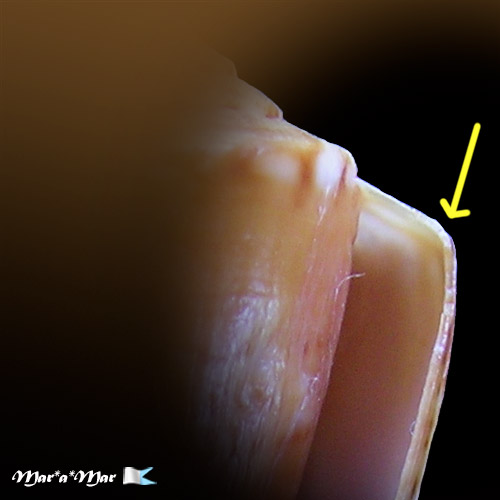 Conus (Lamniconus) petestimpsoni (Petuch & Berschauer, 2016) - Imagem 3