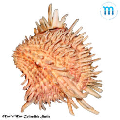 Arcinella brasiliana (Nicol, 1953)