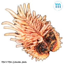 Arcinella brasiliana (Nicol, 1953) - Image 2