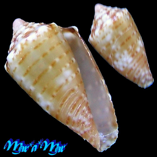 Conus schirrmeisteri Coltro, 2004