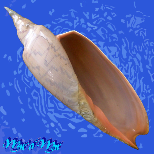 Zidona dufresnii (Donovan, 1823)