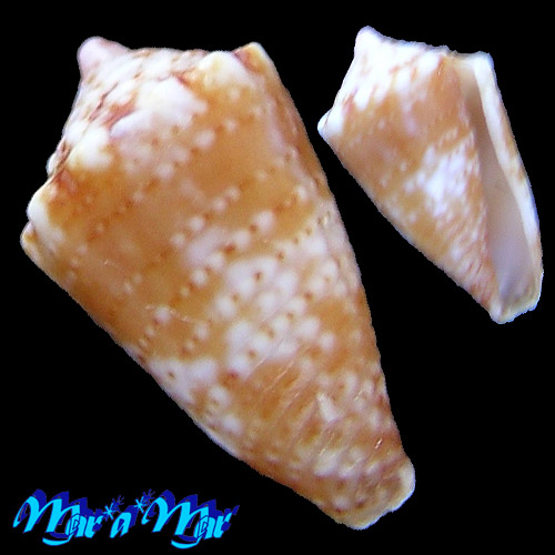 Conus schirrmeisteri Coltro, 2004