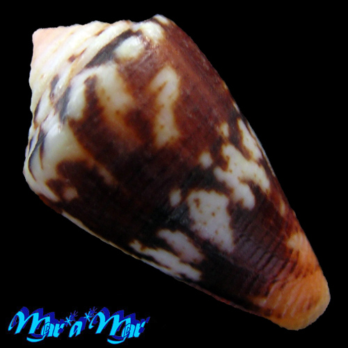Conus sp. - Imagem 2