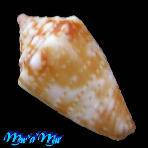 Alternative view of Conus schirrmeisteri Coltro, 2004