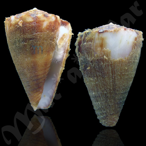 Conus gladiator Broderip, 1833