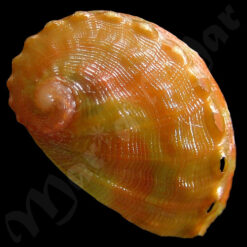 Haliotis aurantium Simone, 1998