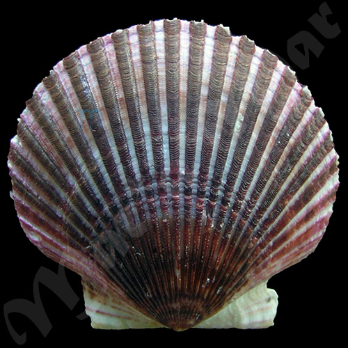 Argopecten purpuratus (Lamarck, 1819)