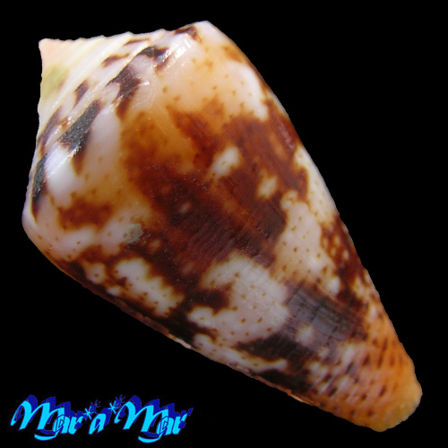 Conus sp. - Imagem 2