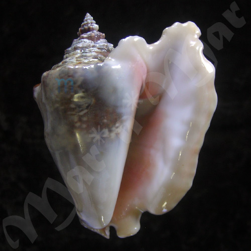 Strombus raninus Gmelin, 1791