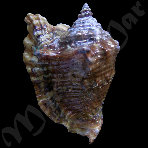 Strombus raninus Gmelin, 1791 - Image 2