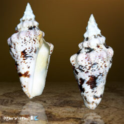 Strombus granulatus Swainson, 1822